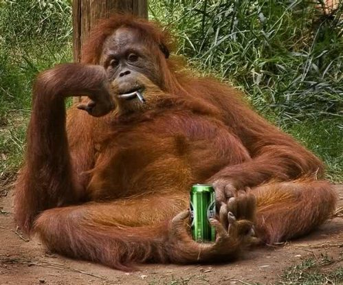 drunken monkey.jpg